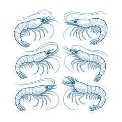 Shrimp and Prawn Set. Hand Drawn Seafood Crustacean Engraving Illustration