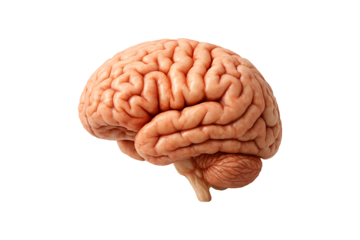 Human Brain Anatomy Model Isolated on Transparent Background