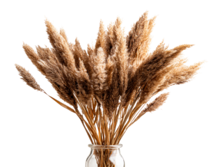 Bunch of dried Pampas Grass in a glass vase
