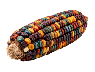 Multicolored Indian Corn Stalk Isolated White Background