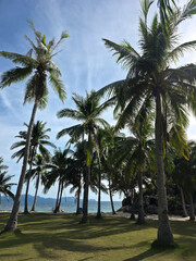 Fototapeta premium beautiful white sand beach with palm trees on sunny day near turquoise tropical wave sea. philippines islands. vertical
