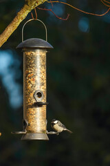 Kohlmeise an einem Futterhäuschen im Winter © David
