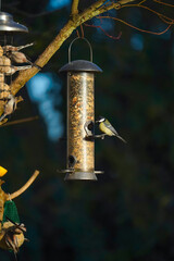 Naklejka premium Kohlmeise an einem Futterhäuschen im Winter