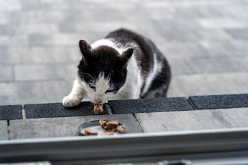 A stray black and white cat eating p&acirc;t&eacute; from a lid that acts as a bowl. Feeding animals in winter. Let's take care of the fauna around us.