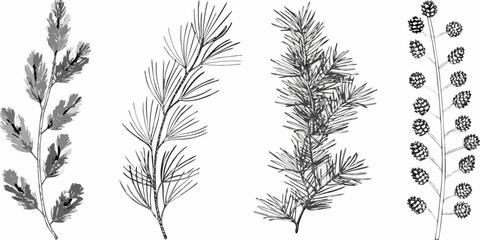 A botanical illustration featuring various coniferous tree branches and pinecones