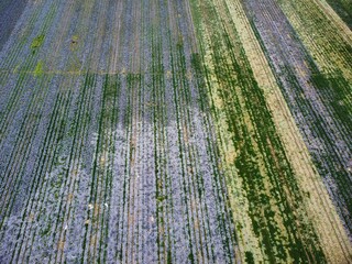 Fields of flowers showing lines of different colors and plant types in a large rural area