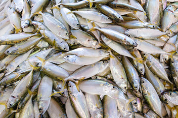 Fototapeta premium Fresh Scombrids or Mackerel fish