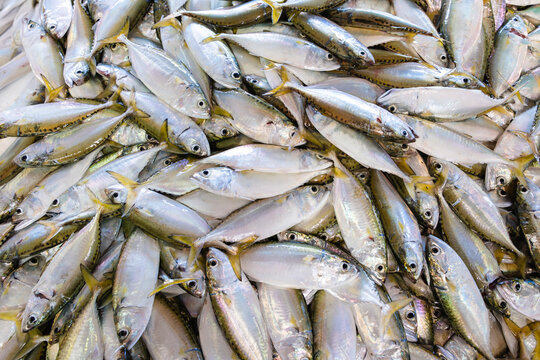 Fresh Scombrids or Mackerel fish