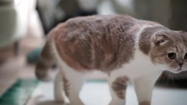 Close up view of domestic cat with fluffy fur, showcasing mix of brown and white colors, creating warm and cozy atmosphere with its adorable texture and unique coat pattern