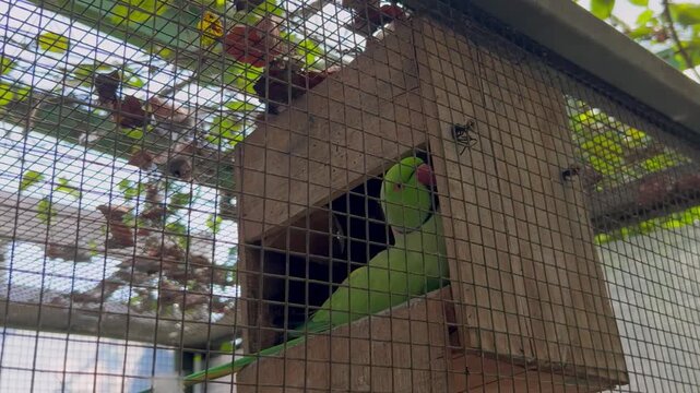 Video green indian ringneck parrot inside a cage nest box