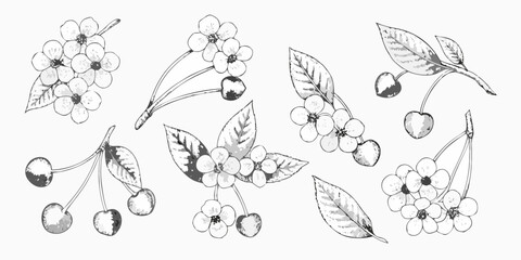 Delicate botanical illustration of cherry blossom branches and scattered fruit