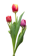 Fototapeta premium bouquet of tulips on transparent background