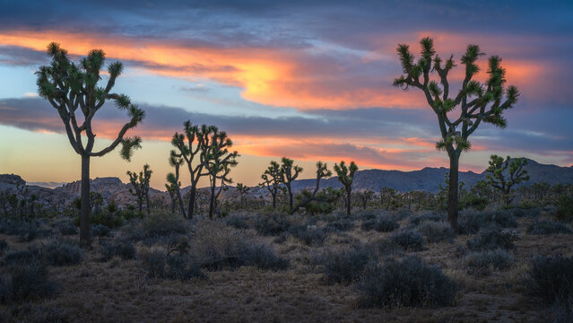 beautiful sunset in joshua tree national park in california, usa