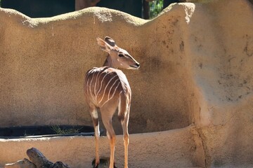 Antelope © Paul James Bannerman