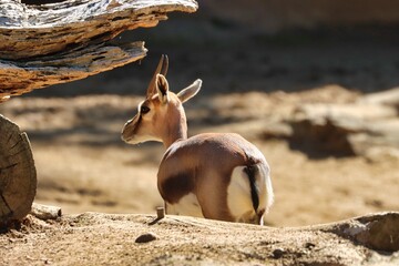 Antelope © Paul James Bannerman