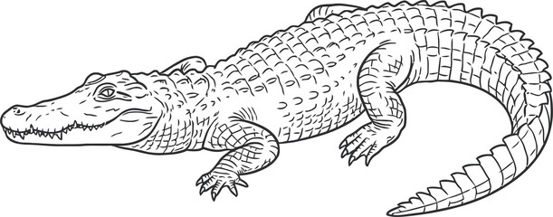 Obraz premium American Alligator Black and White Line Art - Animal Character Illustration Isolated on Transparent Background
