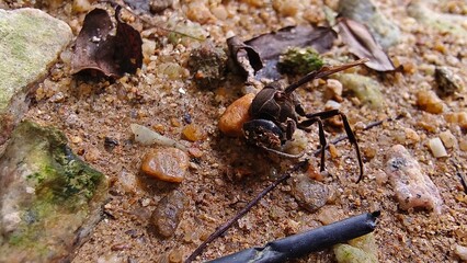 bahru, beetle, biology, brown, bug, coarse, colorful, crawling, debris, detail, earth, environment, exploration, geology, gravel, grey, grit, ground, habitat, insect, jagged, johor, landscape, leaves,