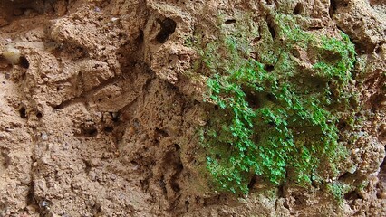 bahru, beetle, biology, brown, bug, coarse, colorful, crawling, debris, detail, earth, environment, exploration, geology, gravel, grey, grit, ground, habitat, insect, jagged, johor, landscape, leaves,