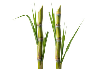 Obraz premium Two fresh, vibrant green-yellowish sugarcane stalks with segmented texture and lush leaves, isolated on a transparent background with copy space, clean product photography concept of natural freshness
