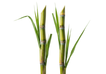 Two fresh, vibrant green-yellowish sugarcane stalks with segmented texture and lush leaves, isolated on a transparent background with copy space, clean product photography concept of natural freshness
