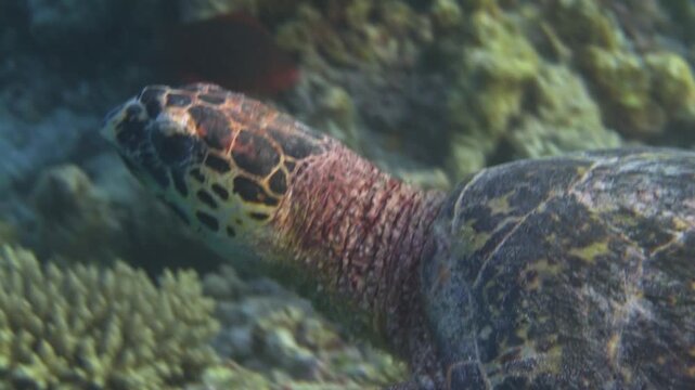 Hawksbill sea turtle head detail in tropical reef environment