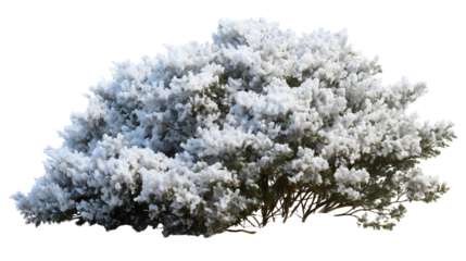 A green bush heavily laden with fresh snow isolated on white background, winter garden shrub, cold weather nature cutout, frozen plant.
