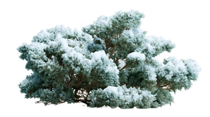 A large bush covered in heavy snow and frost isolated on white background, winter nature shrub, frozen plant cutout, cold weather landscape element.