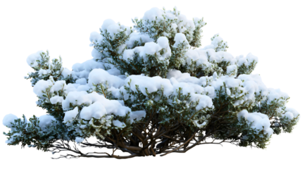 Evergreen bush covered in snow isolated on white background, winter shrub cutout, frozen nature plant, cold weather garden concept.