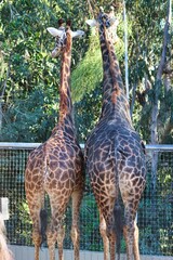 Giraffes