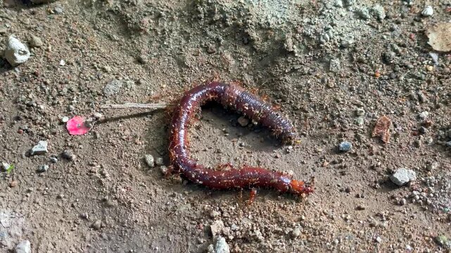 Video earthworm being attacked by red ants on the ground surface