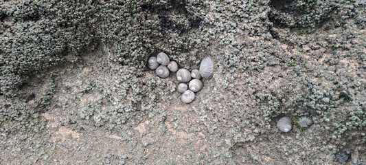 Periwinkle snails and limpet on textured intertidal rock