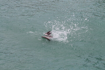 Obraz premium Pelican hunting a fish in the ocean