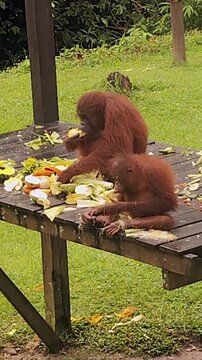 Wild orangutan mother and her baby eating together on a feeding platform at the Sepilok Orangutan Sanctuary in Borneo, Malaysia. Close view of natural behavior