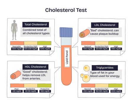Cholesterol test diagram summarizing a lipid panel, a central test tube with LDL, HDL, and triglycerides range bars explains heart risk levels and targets, transparent background. Doodle style diagram