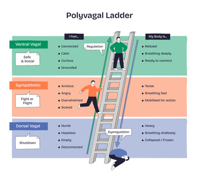 Polyvagal ladder doodle showing regulation vs dysregulation across ventral, sympathetic, and dorsal states, ladder, arrow, and figures illustrate ascent toward safety, transparent background.