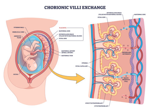 Chorionic villi exchange shows maternal fetal transfer via placenta, key parts, villi, intervillous space, umbilical cord enabling oxygen-nutrient flow and waste removal, transparent background.