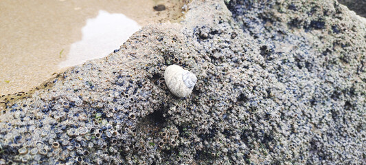 Periwinkle snail resting on barnacle covered rock © Adil Bouimama