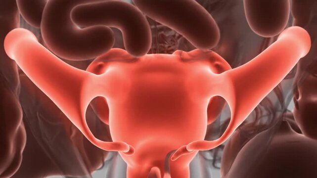 3D rendering of a human uterus and fallopian tubes highlighted in red, representing reproductive health or disease.