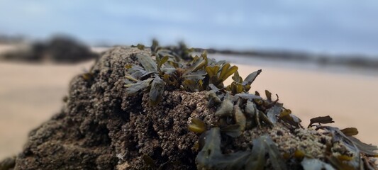 Seaweed covering coastal rock on sandy beach