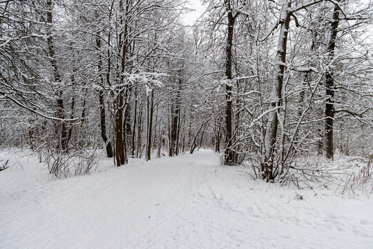 Winter forest path with snow-covered trees