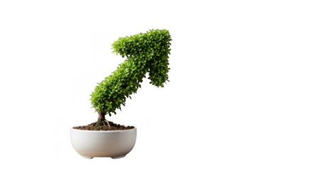 Upward arrow shaped bonsai tree isolated on transparent background growth success and finance concept