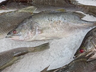 Several whole, fresh barramundi (or Asian sea bass) displayed on a thick bed of crushed ice