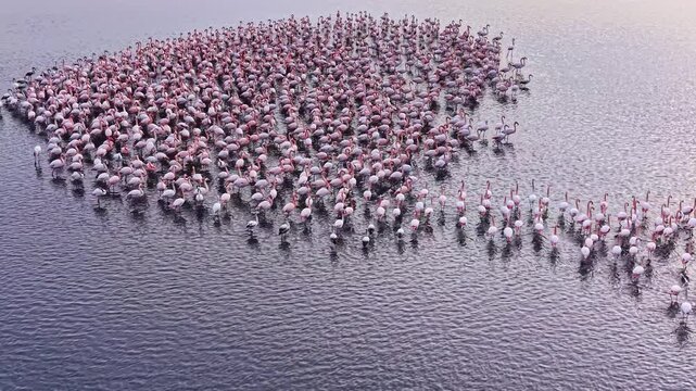 A large flock of flamingos elegantly spreads across a serene lagoon at dawn, their pink feathers reflecting delicate hues of the rising sun, capturing the essence of peace and harmony in nature.