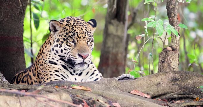 Portrait of a Jaguar (Panthera onca) listening to the jungle sounds on a river bank, Pantanal, Brazil.