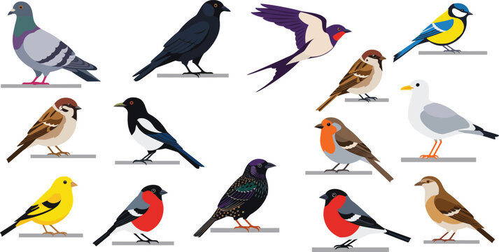 Large collection of common birds and songbirds including pigeon sparrow robin swallow magpie and bullfinch perched on branches isolated vector illustration