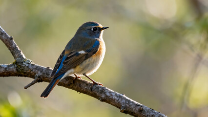 A colorful blue tit songbird with vibrant feathers is perched on a small tree branch in a wild nature garden during a bright spring day