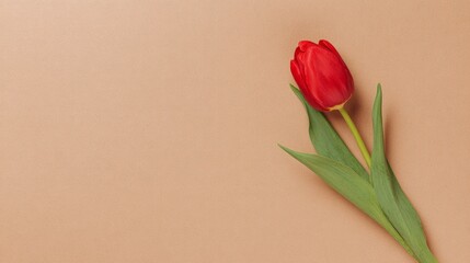 Fototapeta premium topdown. A single vibrant red tulip elegantly placed on a simple beige background in a minimalist style. gardening catalogs, home-decor guides, designed for gardening and botanical catalogs. 