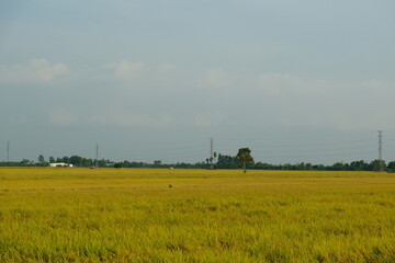 field of wheat