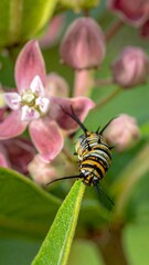 Monarch caterpillar on milkweed flower