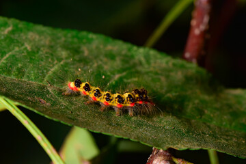 A yellow black striped moth larva lives on the leaves of a wild plant